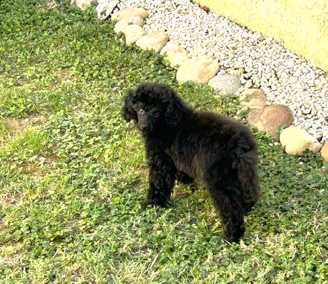 Amaia black du clos chanturgue