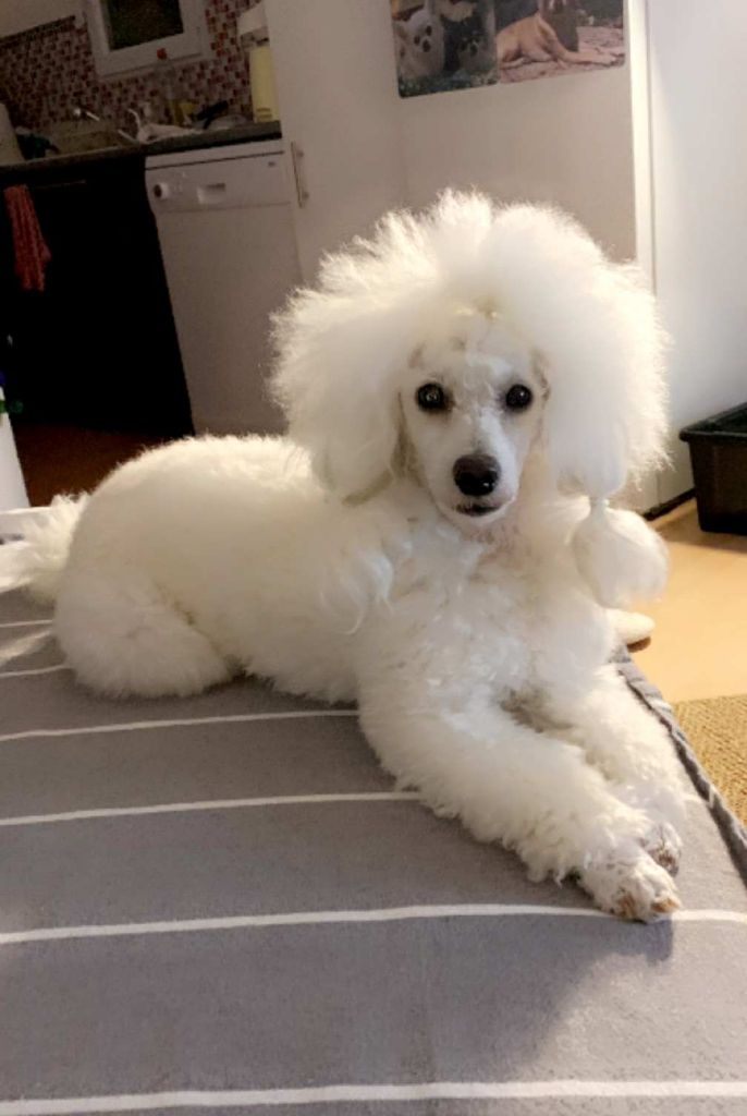 Raison d' être dite raquel du bois de Morchène