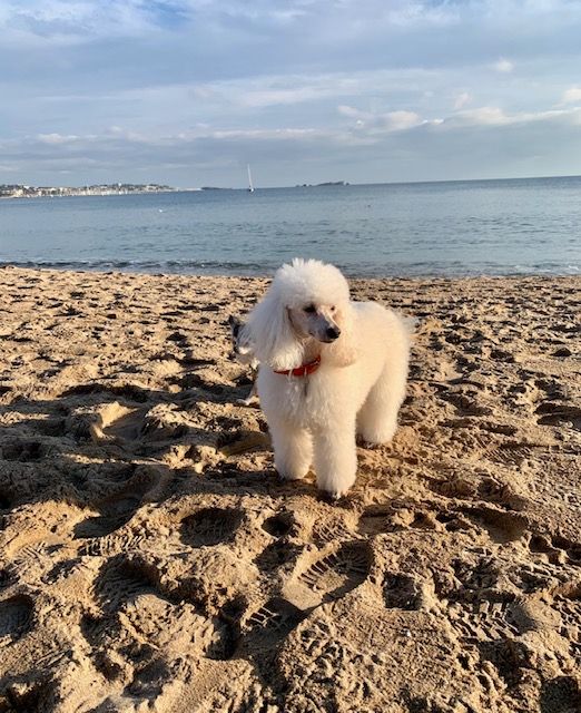 Raison d' être dite raquel du bois de Morchène