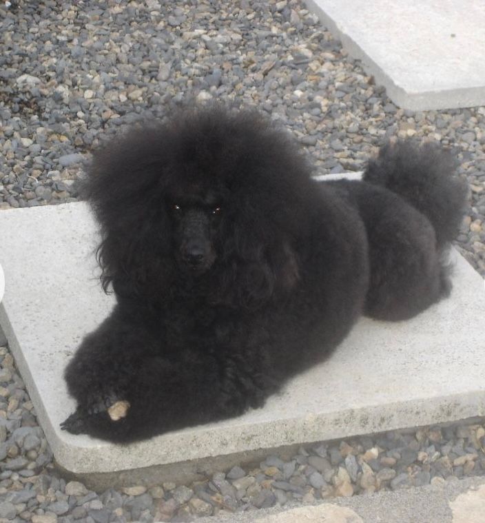 Amaia black du clos chanturgue