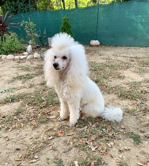 Raison d' être dite raquel du bois de Morchène