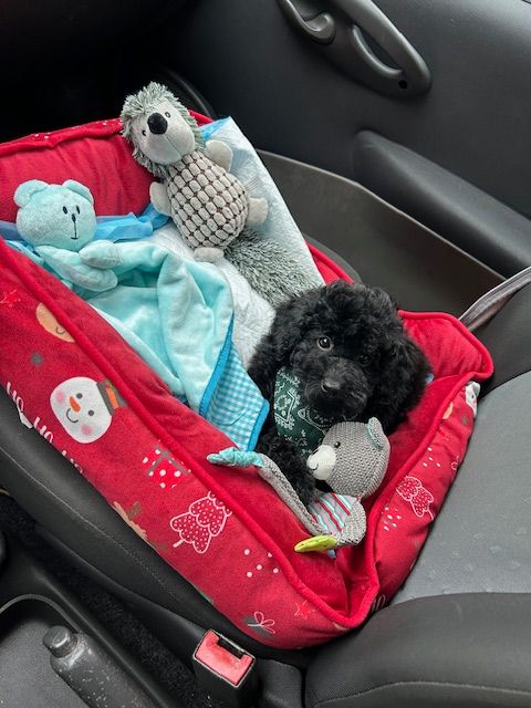 Amaia black du clos chanturgue