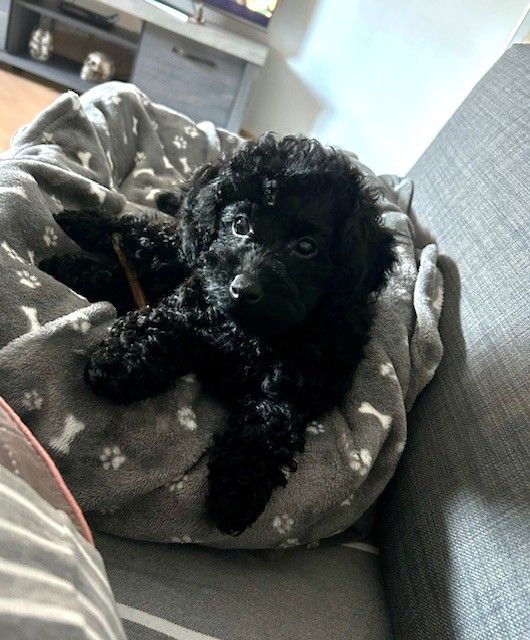 Amaia black du clos chanturgue