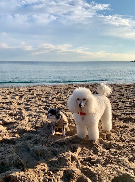 Raison d' être dite raquel du bois de Morchène