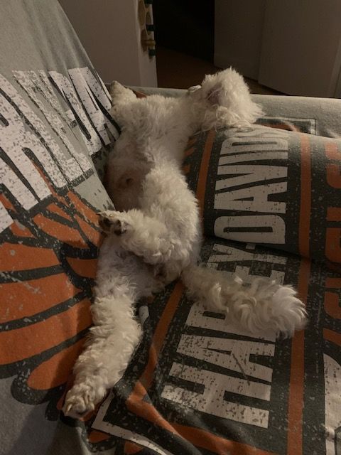 Raison d' être dite raquel du bois de Morchène