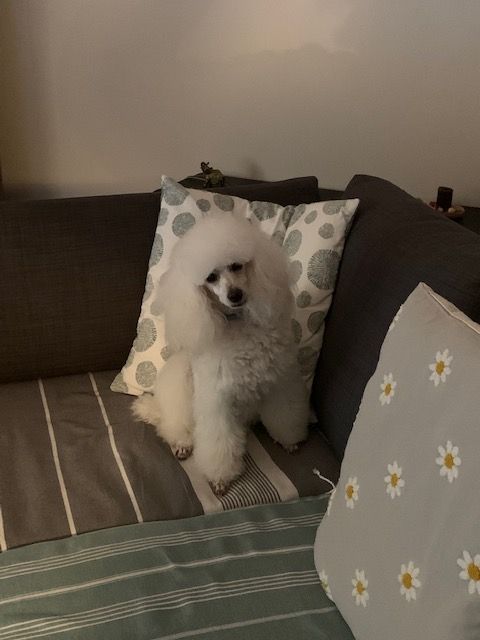 Raison d' être dite raquel du bois de Morchène