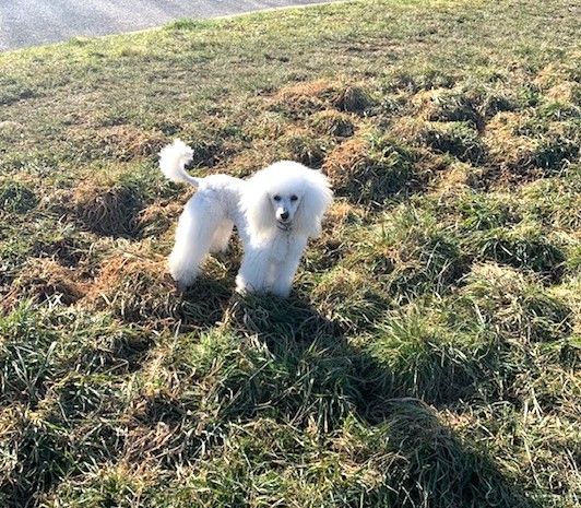 Raison d' être dite raquel du bois de Morchène