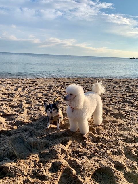 Raison d' être dite raquel du bois de Morchène