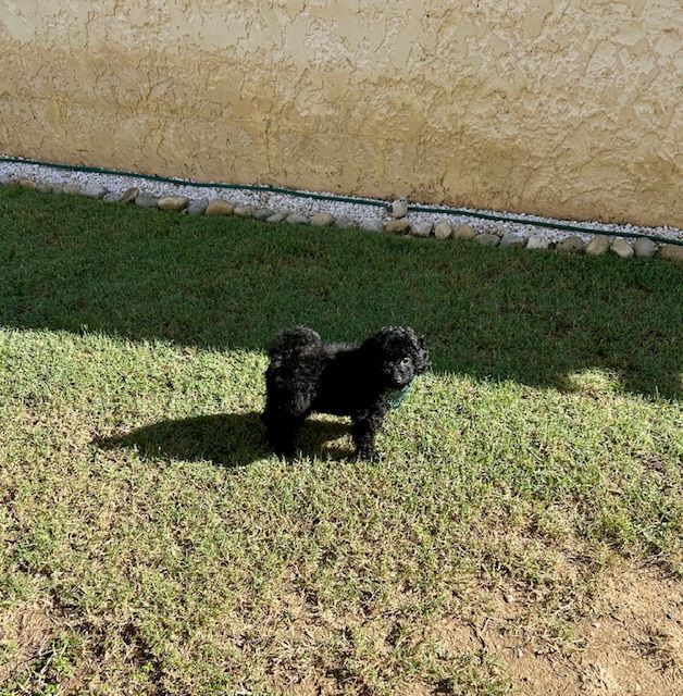 Amaia black du clos chanturgue