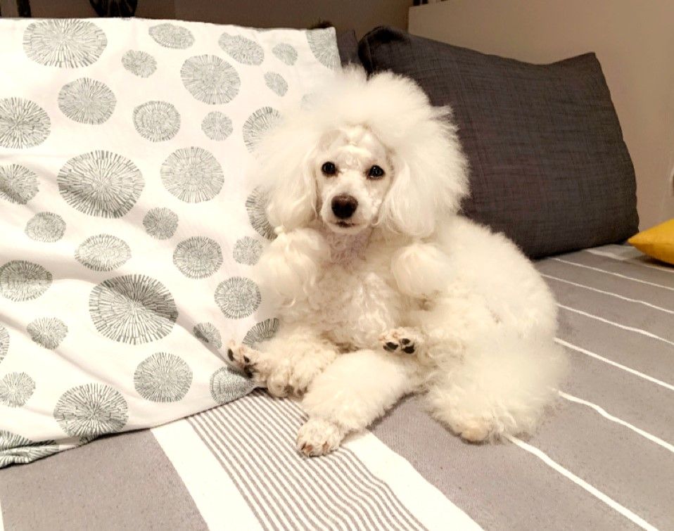 Raison d' être dite raquel du bois de Morchène