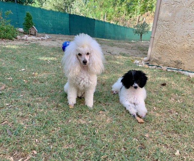 Raison d' être dite raquel du bois de Morchène