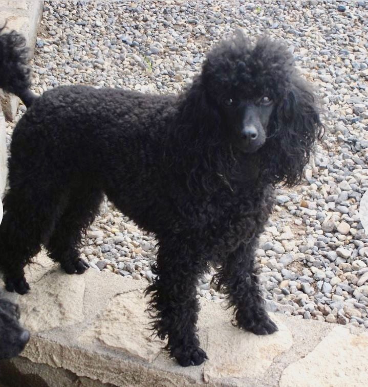 Amaia black du clos chanturgue