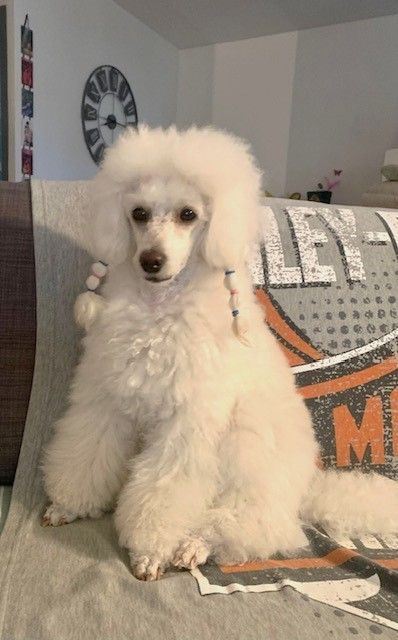 Raison d' être dite raquel du bois de Morchène