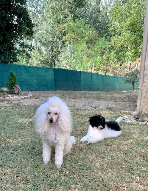 Raison d' être dite raquel du bois de Morchène