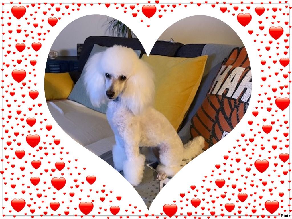 Raison d' être dite raquel du bois de Morchène