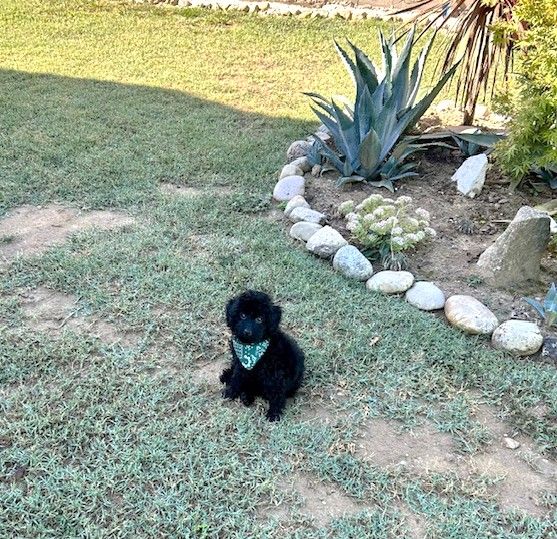 Amaia black du clos chanturgue