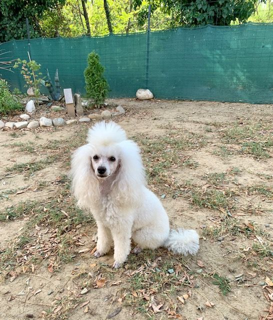 Raison d' être dite raquel du bois de Morchène