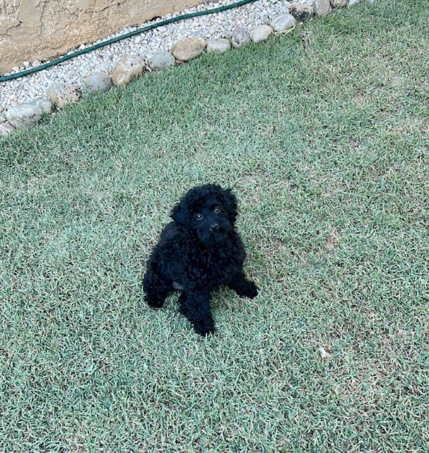 Amaia black du clos chanturgue