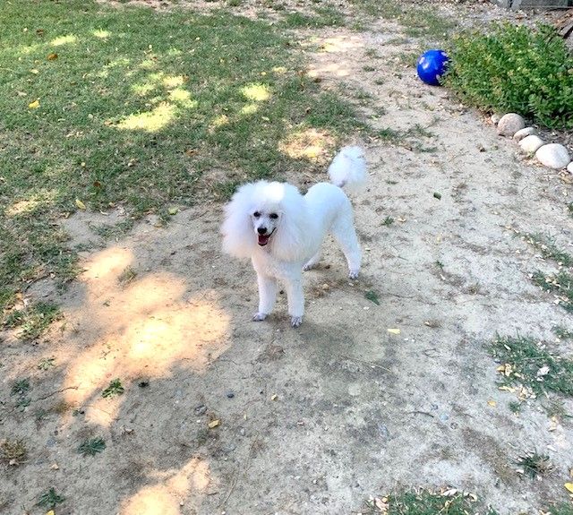 Raison d' être dite raquel du bois de Morchène