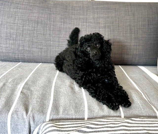 Amaia black du clos chanturgue