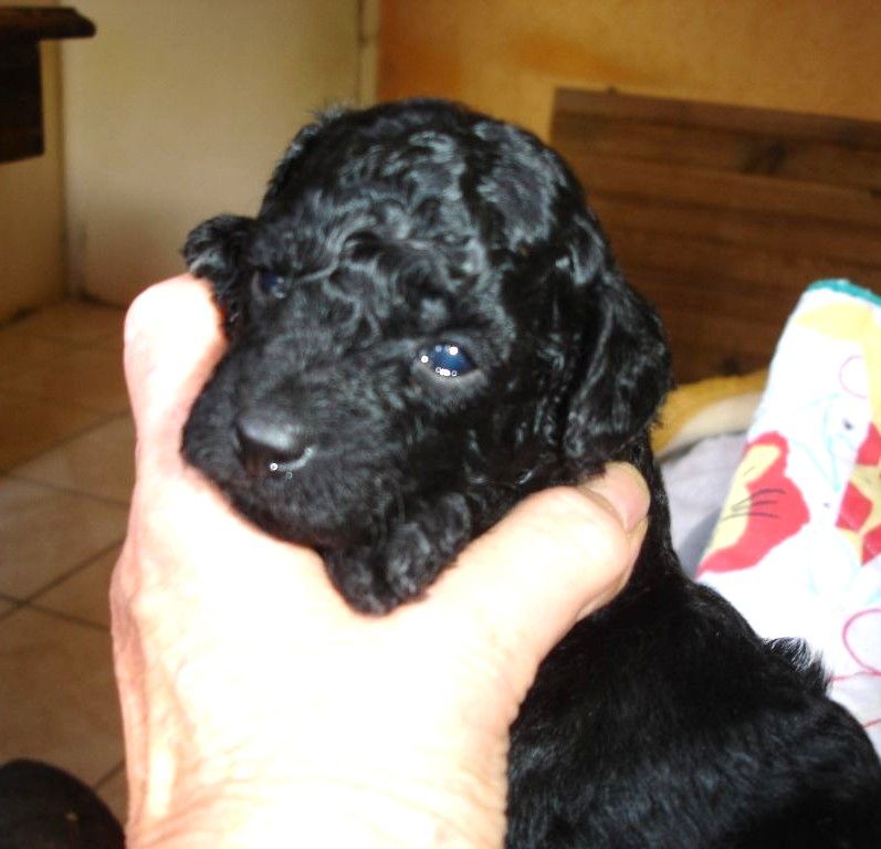 Amaia black du clos chanturgue