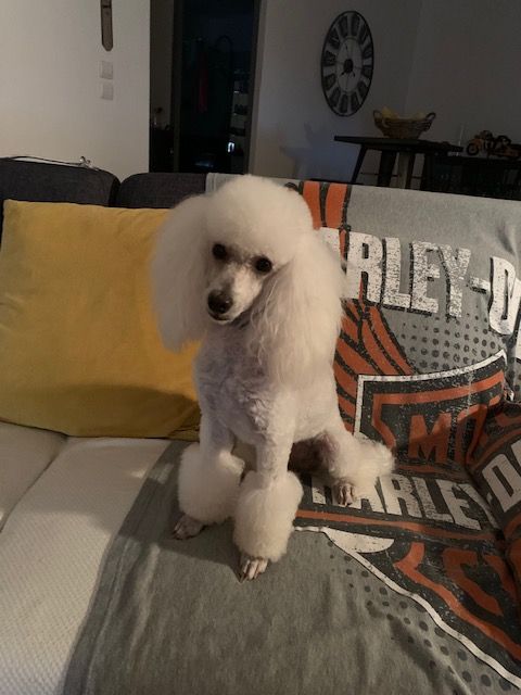 Raison d' être dite raquel du bois de Morchène