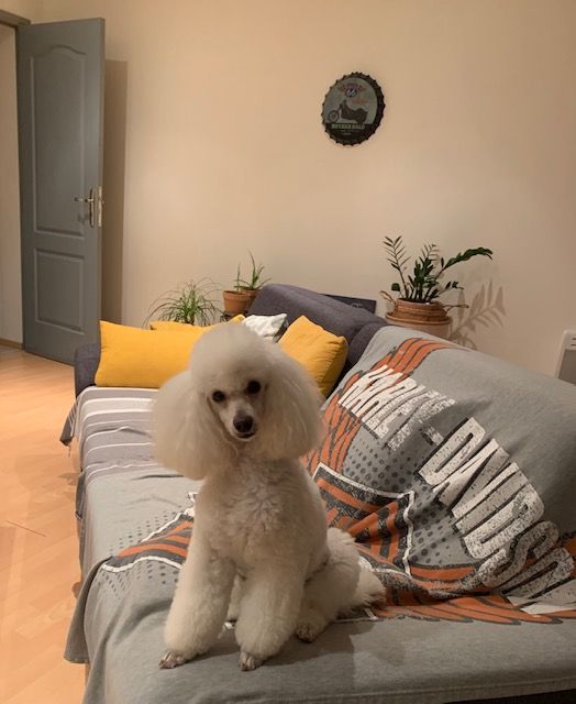 Raison d' être dite raquel du bois de Morchène