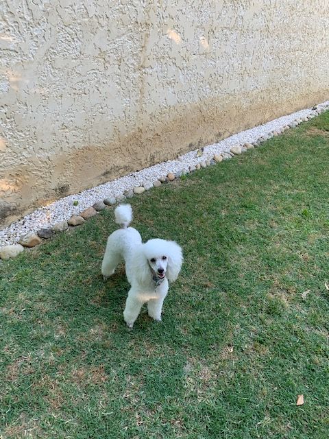 Raison d' être dite raquel du bois de Morchène