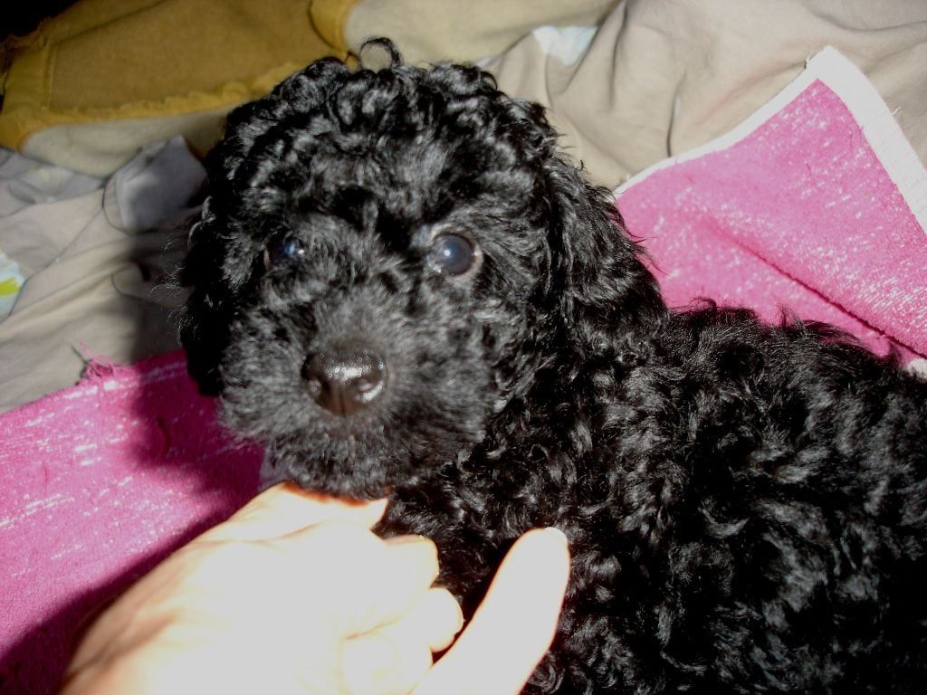 Amaia black du clos chanturgue