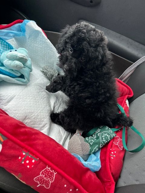 Amaia black du clos chanturgue