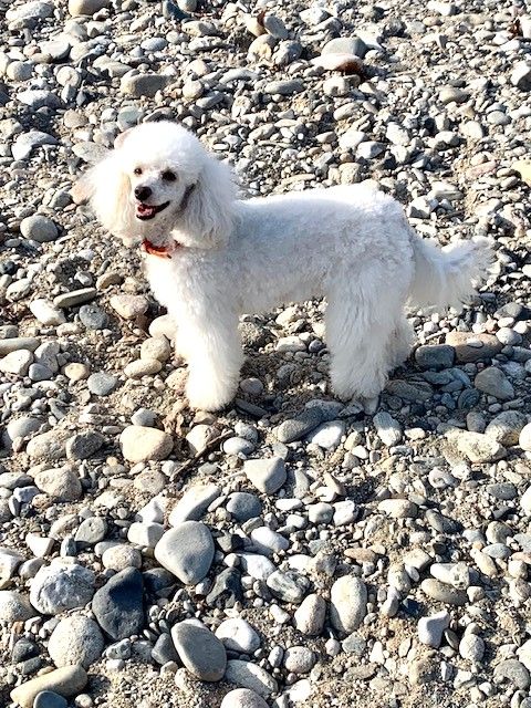 Raison d' être dite raquel du bois de Morchène