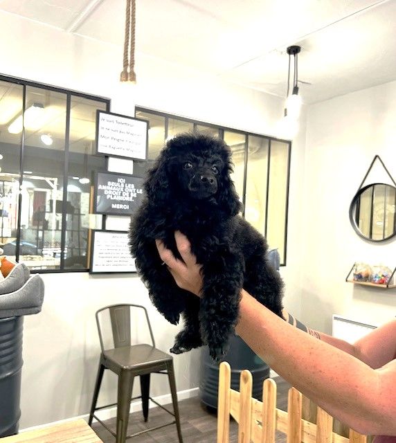 Amaia black du clos chanturgue