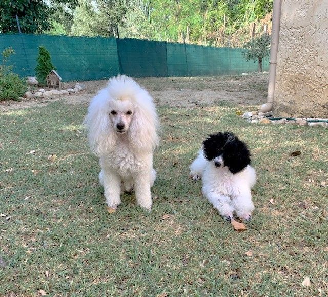 Raison d' être dite raquel du bois de Morchène