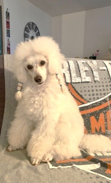 Raison d' être dite raquel du bois de Morchène