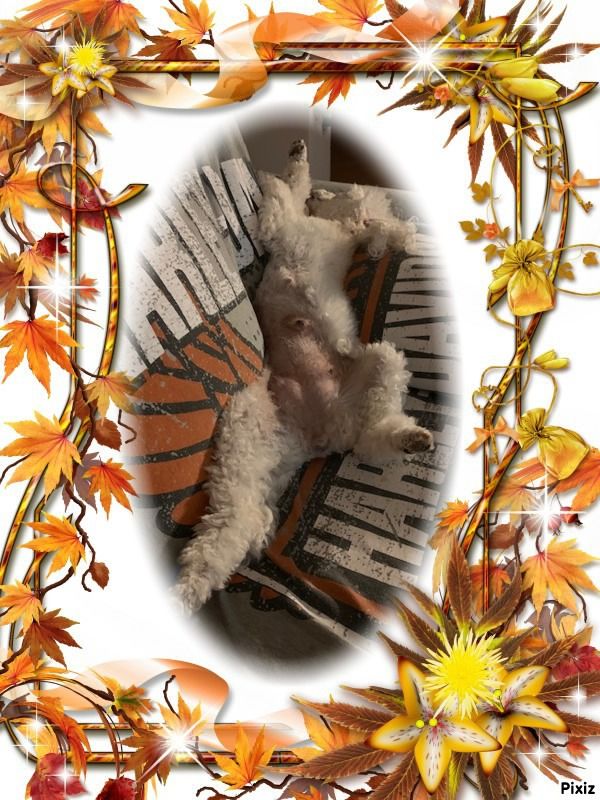 Raison d' être dite raquel du bois de Morchène