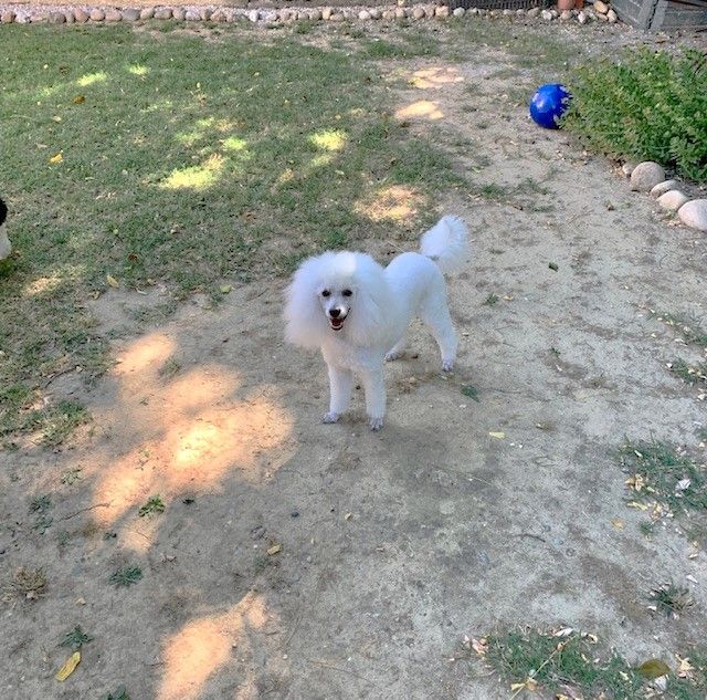 Raison d' être dite raquel du bois de Morchène