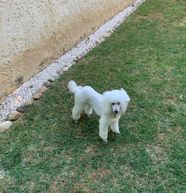 Raison d' être dite raquel du bois de Morchène