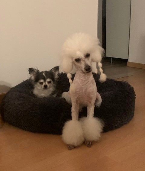 Raison d' être dite raquel du bois de Morchène