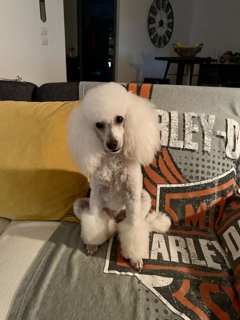 Raison d' être dite raquel du bois de Morchène