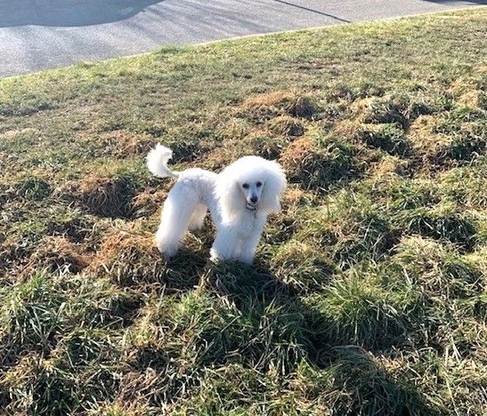 Raison d' être dite raquel du bois de Morchène