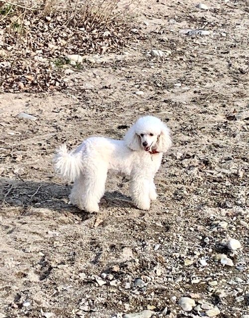 Raison d' être dite raquel du bois de Morchène