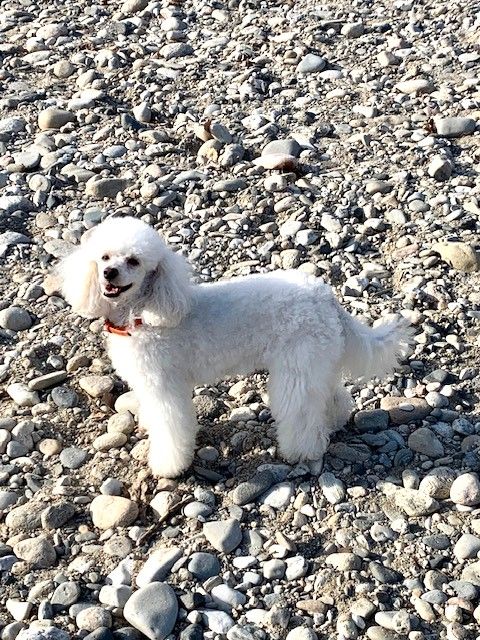 Raison d' être dite raquel du bois de Morchène