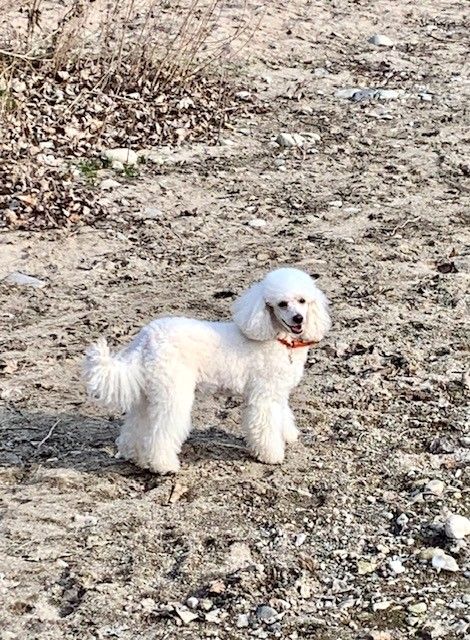 Raison d' être dite raquel du bois de Morchène