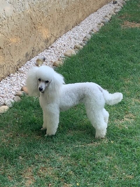 Raison d' être dite raquel du bois de Morchène