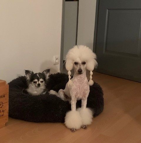 Raison d' être dite raquel du bois de Morchène