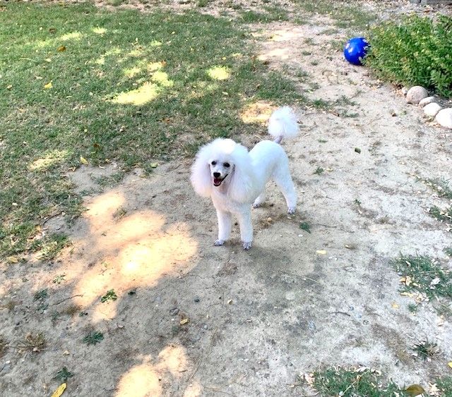 Raison d' être dite raquel du bois de Morchène