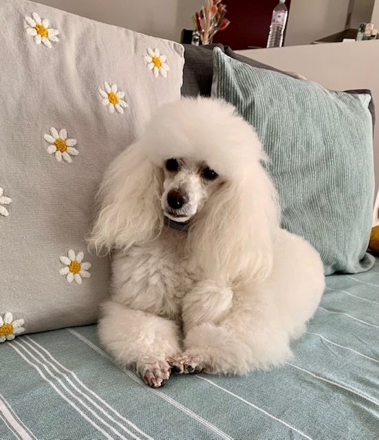 Raison d' être dite raquel du bois de Morchène