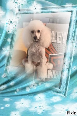 Raison d' être dite raquel du bois de Morchène