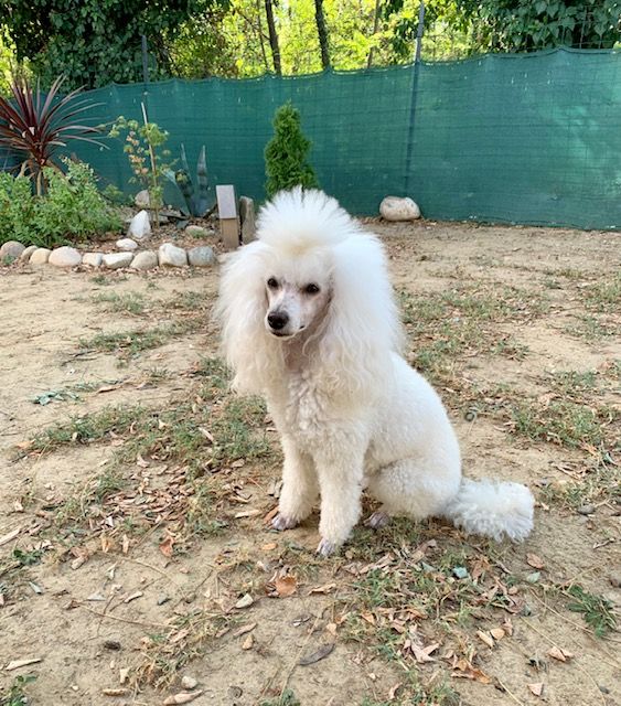 Raison d' être dite raquel du bois de Morchène