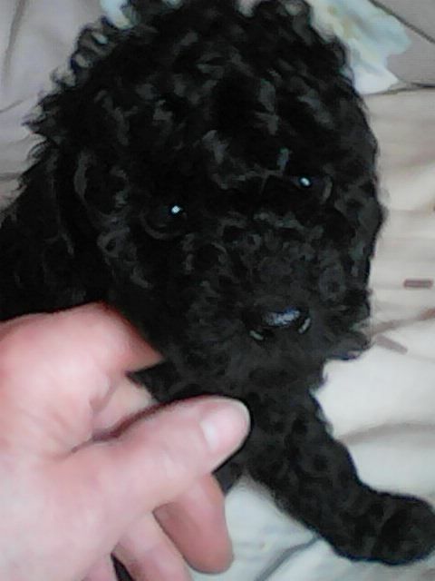 Amaia black du clos chanturgue